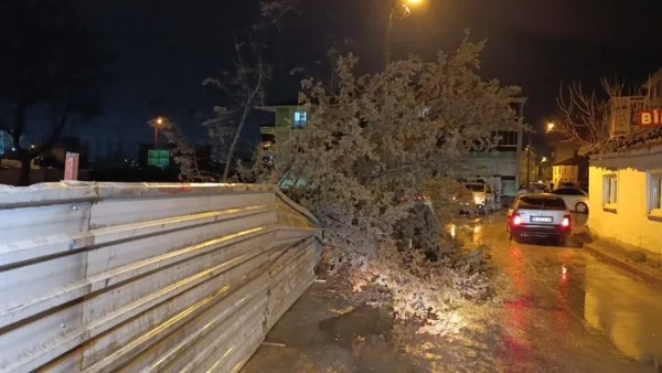 Bursa’da kuvvetli rüzgar paniği! Ağaç devrildi